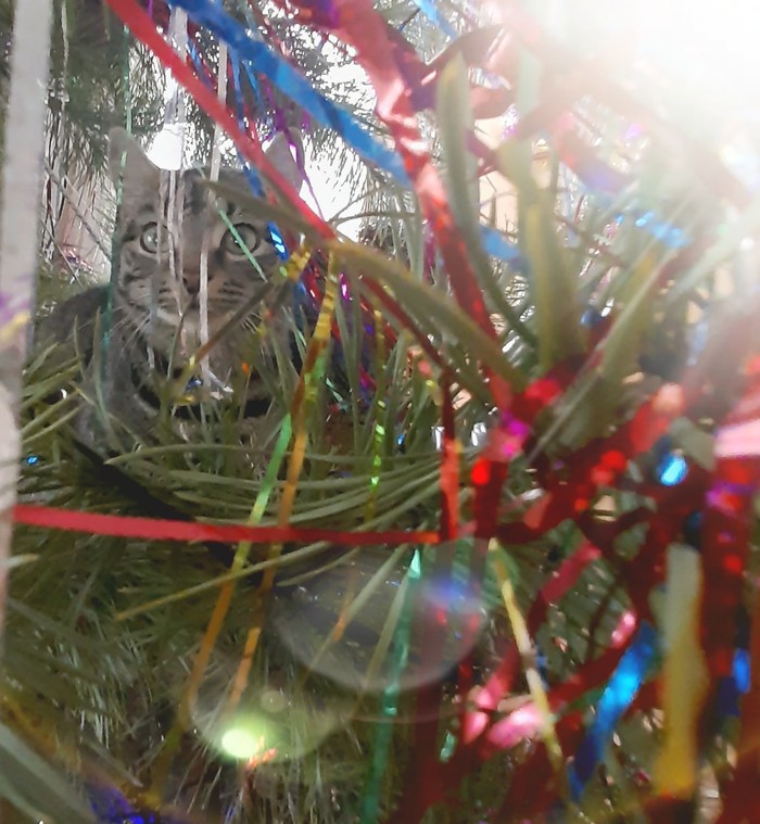 Всем котам по ёлке))
