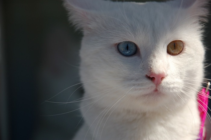 Анатолийская кошка турецкая короткошерстная