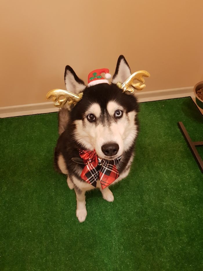 Новогоднего настроения в ленту Собака, Новый Год, 2020, Олени, Длиннопост
