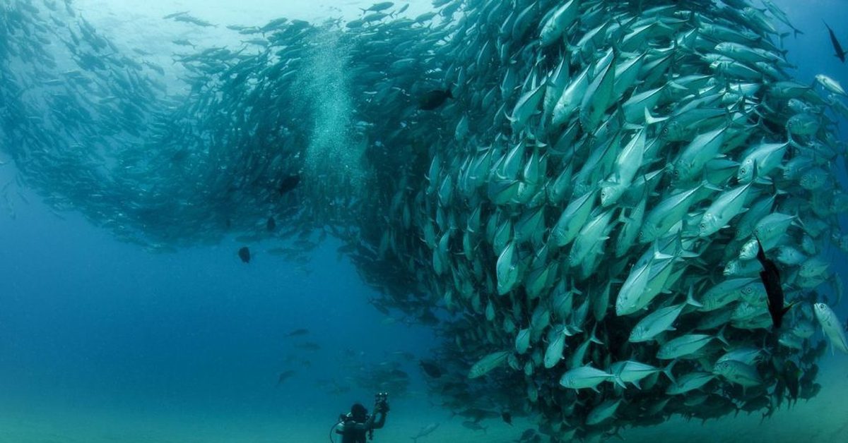 Дне рв. Рифы в океане. Египет красное море дайвинг. Рыбы под водой. Океанские глубины.