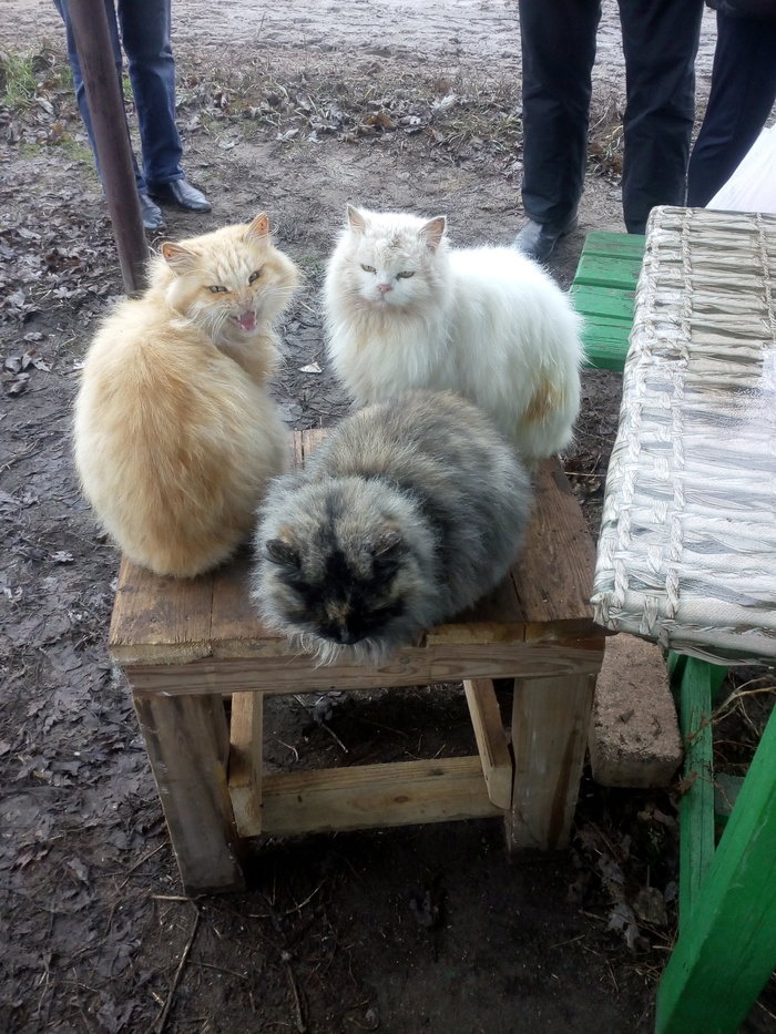 Аццкая киса