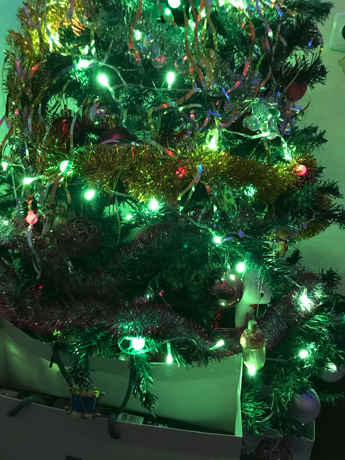 Найди новогоднего котика