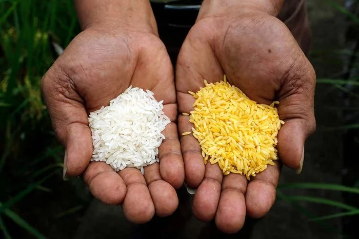 Генетически модифицированный Золотой Рис одобрен на Филиппинах Сельское хозяйство, ГМО, Филиппины, Витамин А