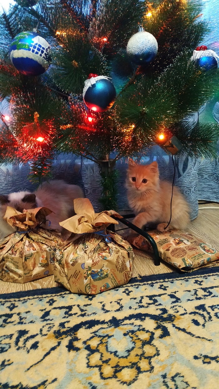 Новогодний котик Кот, Милота, Животные, Новый Год