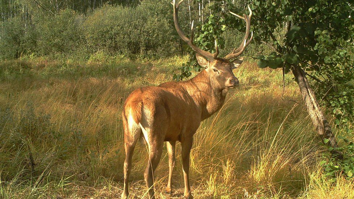 Радиация и Чернобыль. Дикие животные в зоне отчуждения Чернобыль, Природа, Радиация, Животные, Длиннопост, ЧАЭС