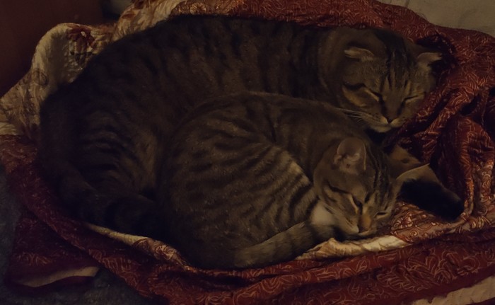 ����� �������