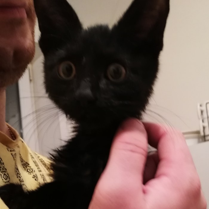 Ну почему после праздников всегда много брошенных и подброшенных животных!