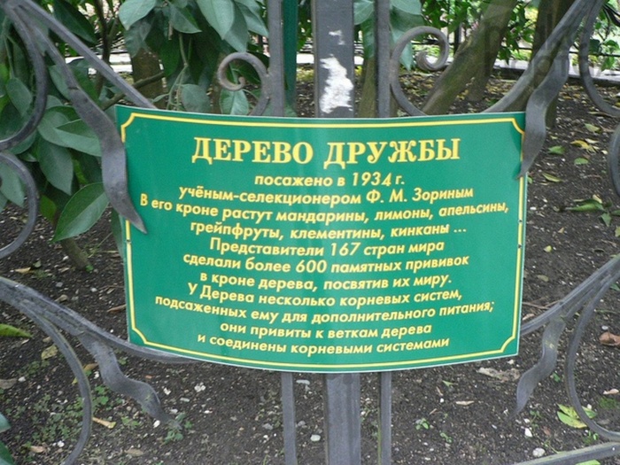 Дерево омбу что это. Смотреть фото Дерево омбу что это. Смотреть картинку Дерево омбу что это. Картинка про Дерево омбу что это. Фото Дерево омбу что это