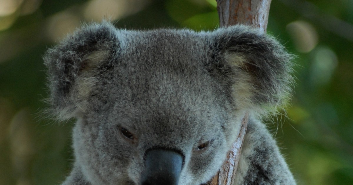 Llama butt. Llama facts. Too true. Too true. Too good to be true.