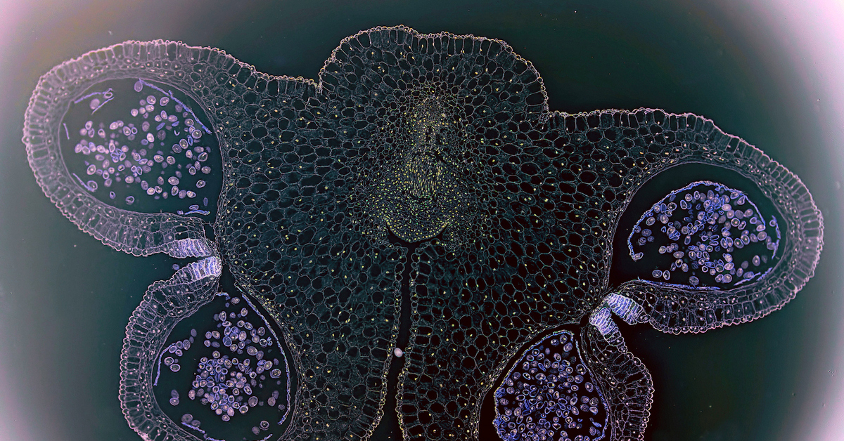 Поперечный срез завязи пестика лилии под микроскопом