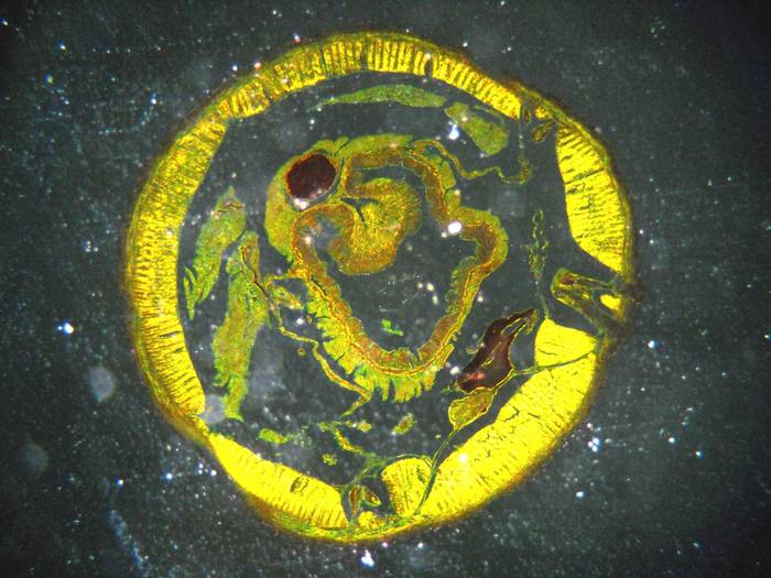 ����� �������� (Lumbricina)