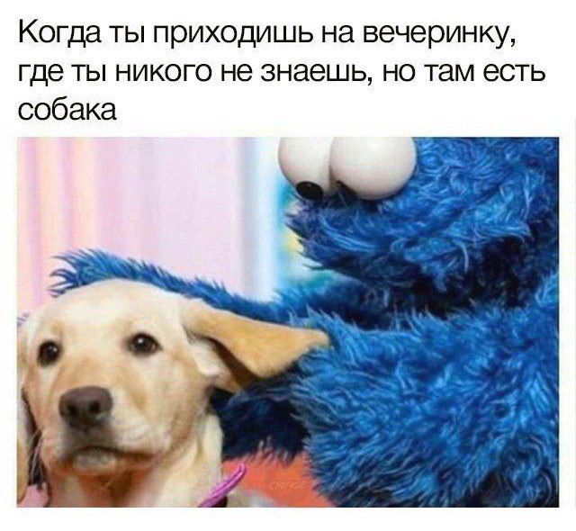 Собака на вечеринке