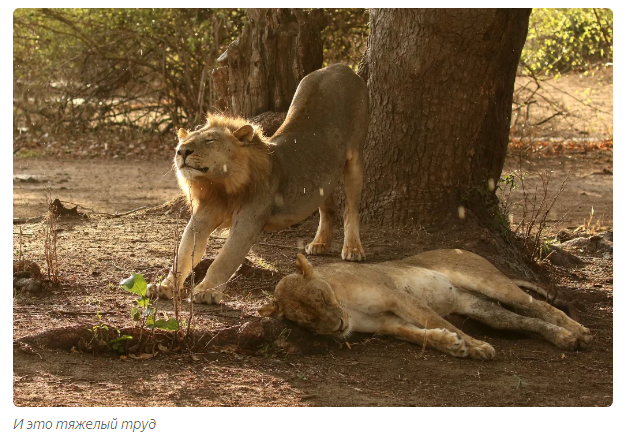 Интересные факты о львах | Пикабу