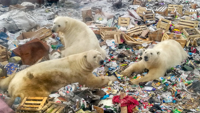 Белые медведи в поисках еды на мусорной свалке, Новая Земля