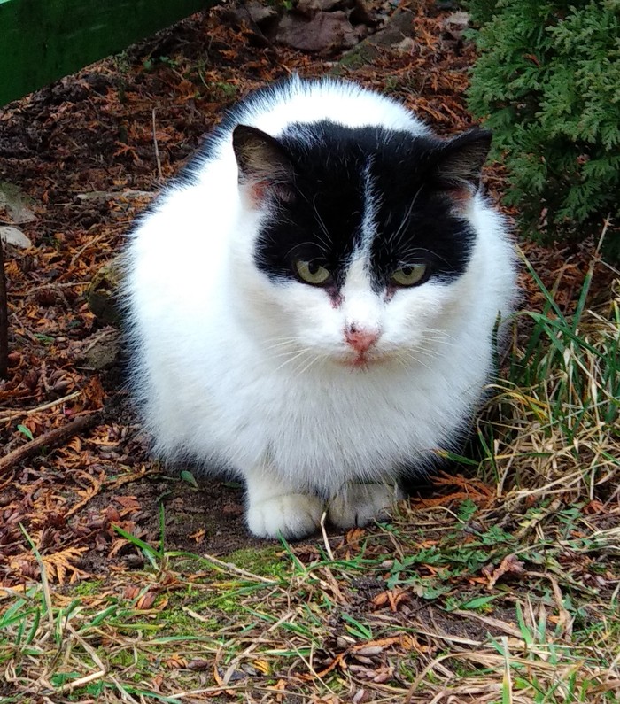 � CATMAN! ���� �� ������ ������!