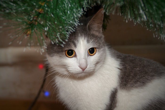 �� �������� ��������