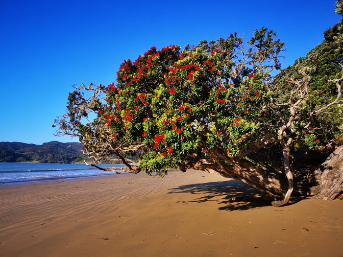 История одной иммиграции в Новую Зеландию. Ч. 1