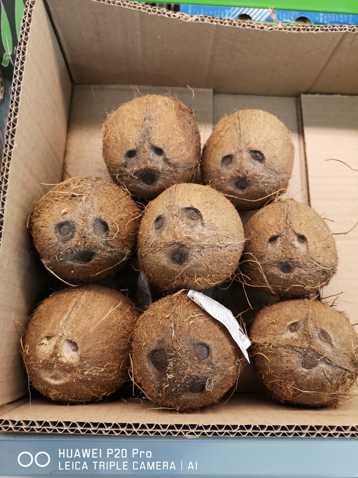 Печальные кокосы Кокос, Магазин