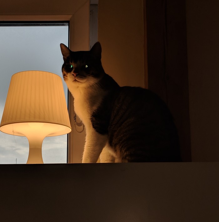 Моя личная котолампа Кот, Кот с лампой, Лампа