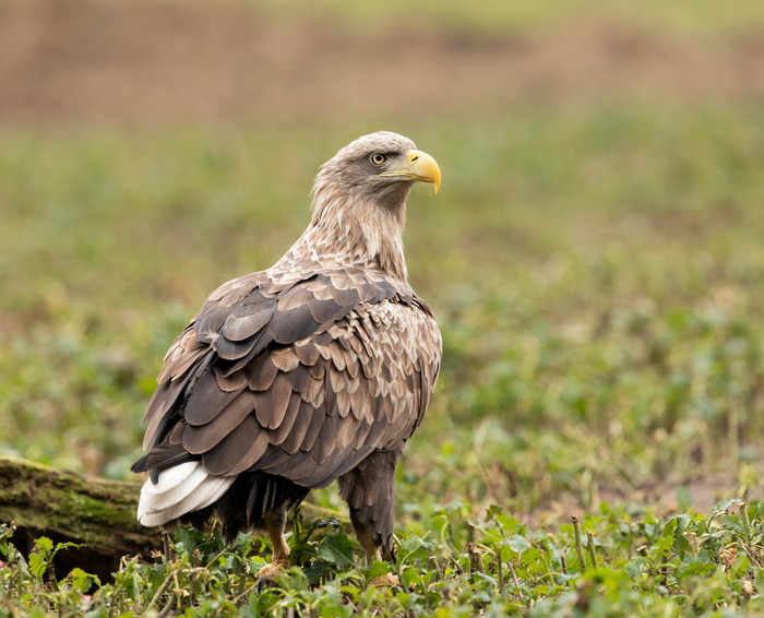 Орлан - белохвост