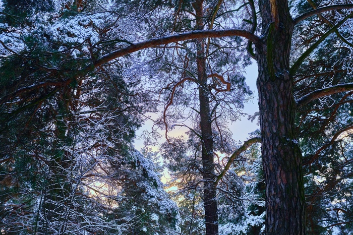 Зимнее настроение Природа, Фотография, Зима, Снег, Лес, Длиннопост