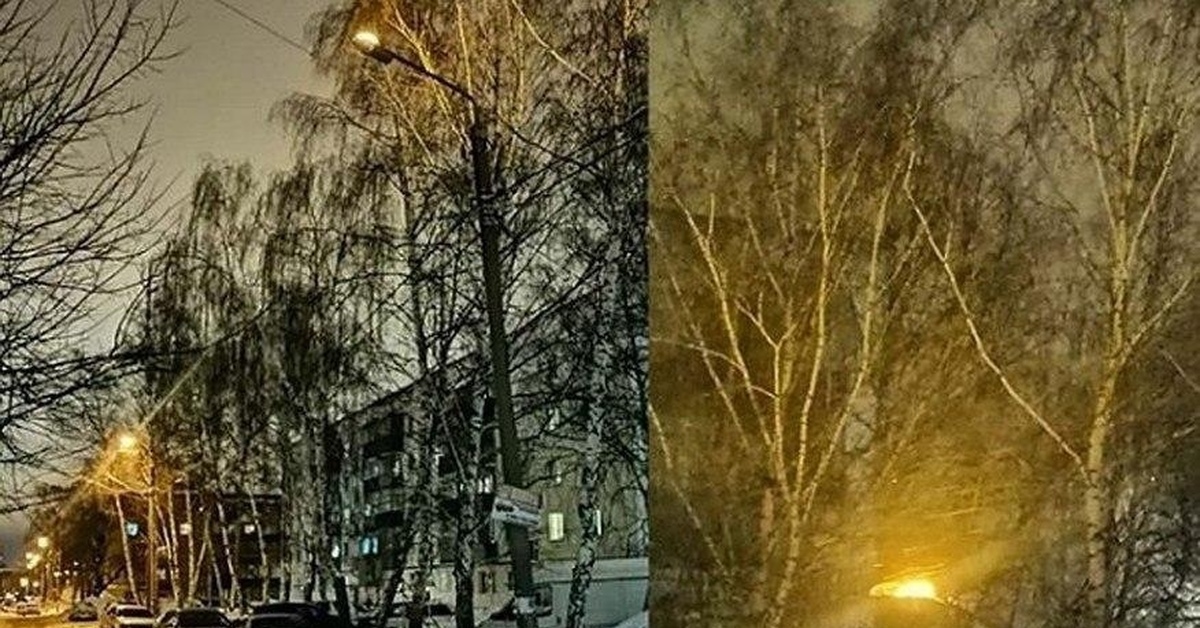 Он освещал все предметы деревья