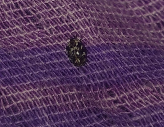 Что за насекомое ?