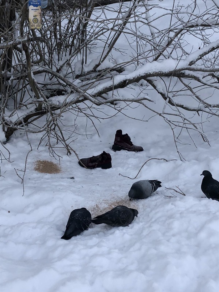 Голуби-людоеды