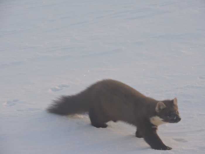 Продолжение саги о горностае Длиннопост, Куница, Горностай, Кормушка, Мурманская область