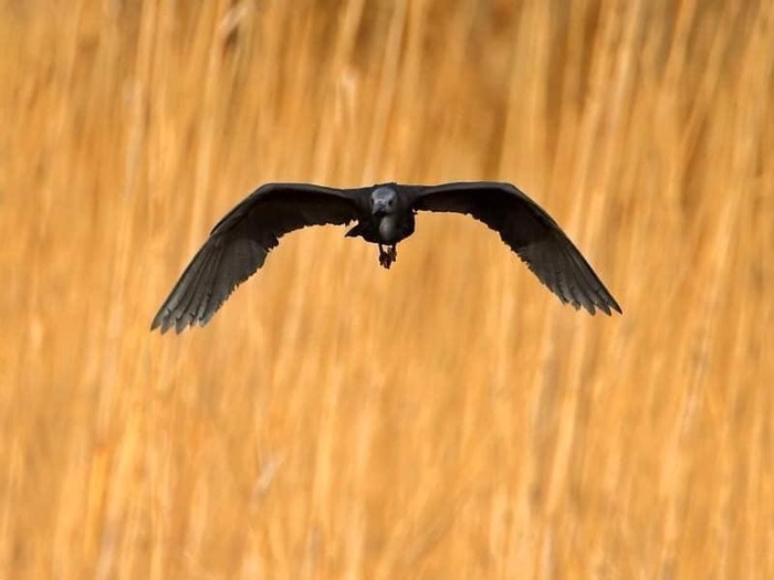 Чёрная цапля Цапля, Черная цапля, Фотография, Длиннопост