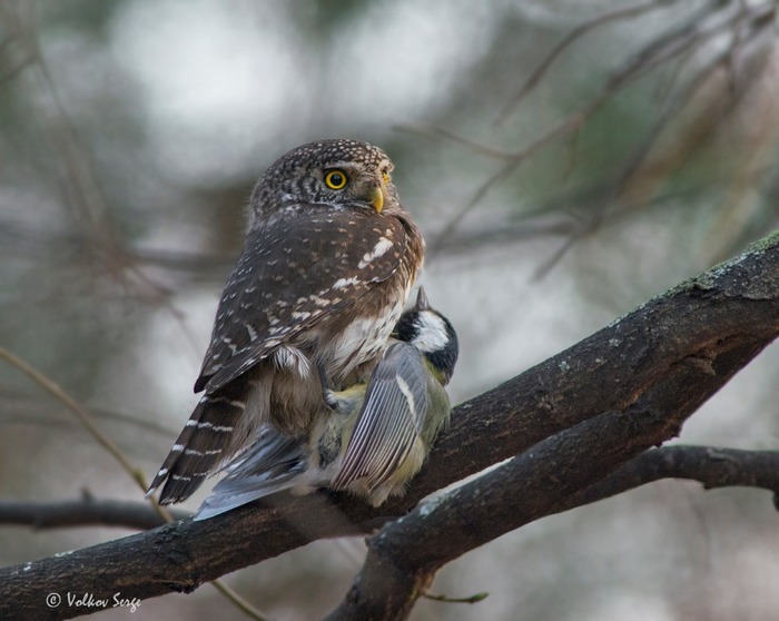 Воробьиный сыч