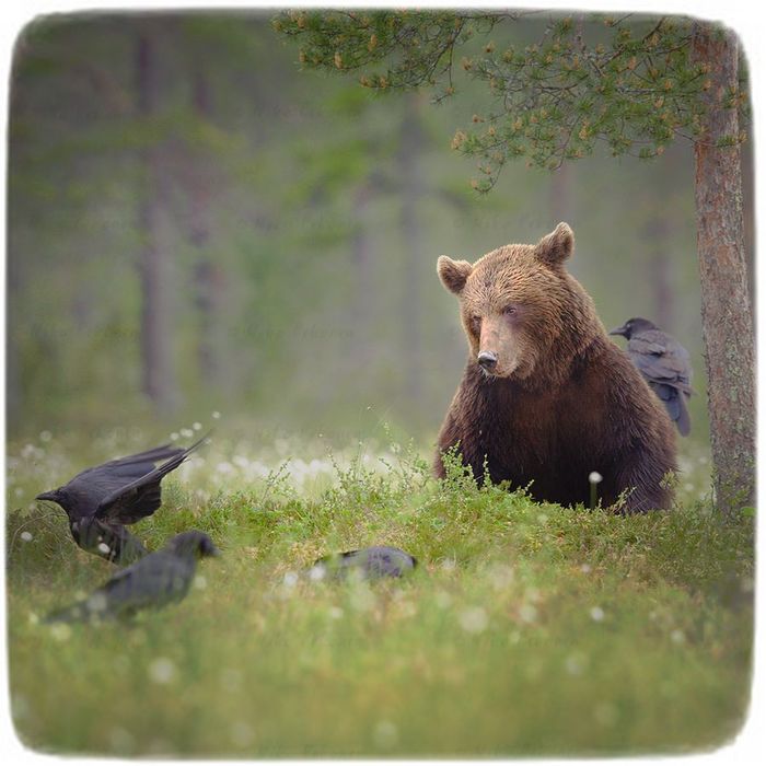 Как вороны медведя летать учили Медведь, Фотография, Дикая природа, Ворон, Длиннопост