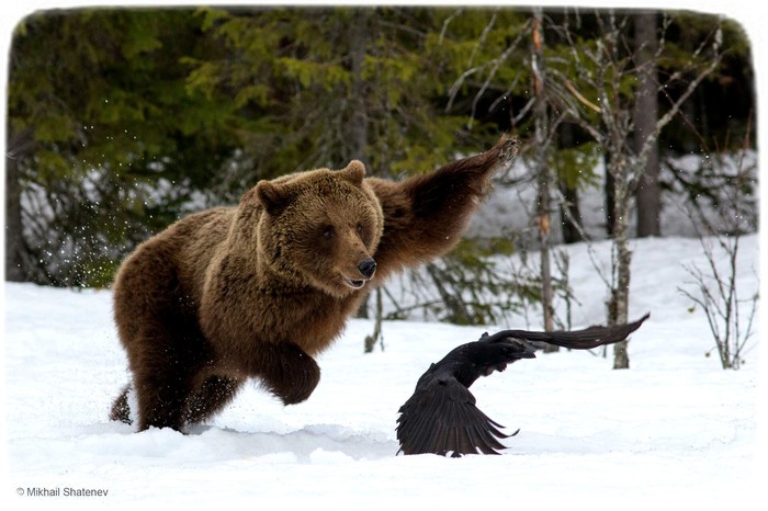 Как вороны медведя летать учили Медведь, Фотография, Дикая природа, Ворон, Длиннопост