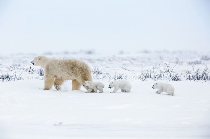 Белые медвежата следуют за своей матерью