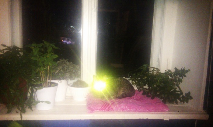 Мужик ксенон надо?