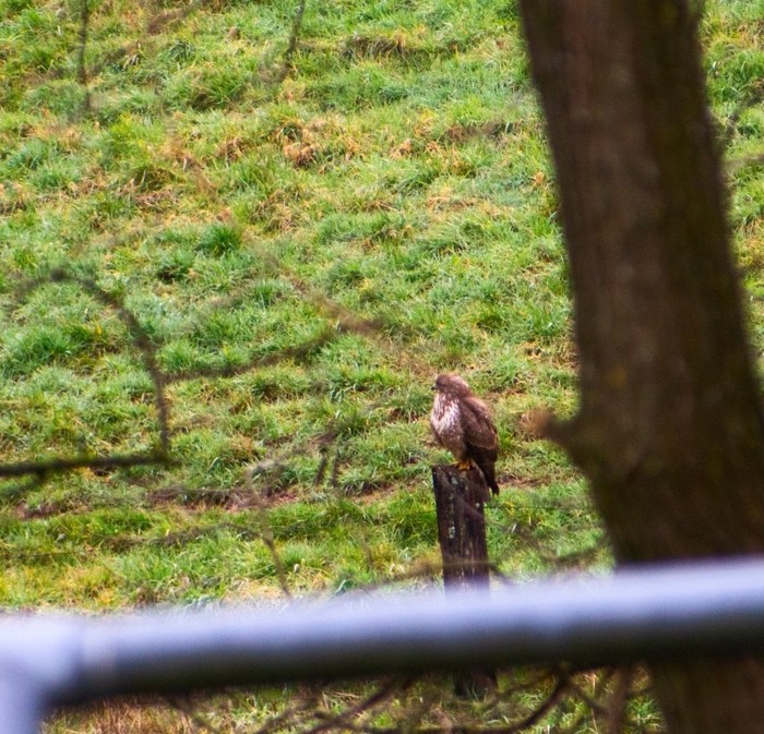 Уже неделю охочусь на него с фотоаппаратом, помогите определить - что за птица?