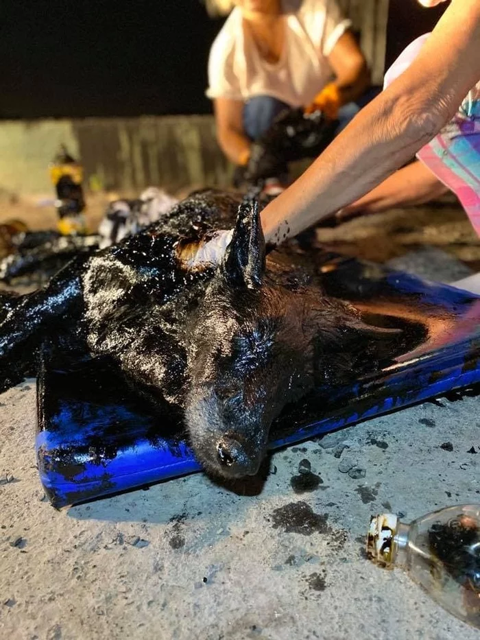 Дети нашли на пустыре чёрное нечто, которое оказалось собакой Собака, Спасение, Аргентина, Доброта, Длиннопост