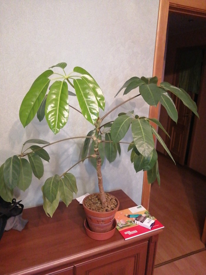 ������, ����, �� ��� ����