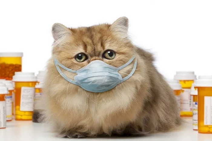 Что нужно знать владельцам домашних животных о новом коронавирусе? Кот, Собака, Коронавирус, Полезное, Важно, Интересное, Питомец, Длиннопост