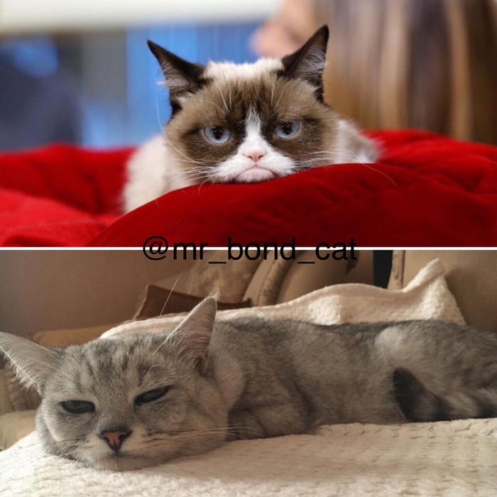 Мой Кот Косплеер!