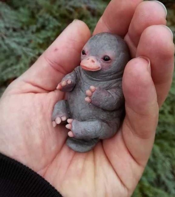 Детеныш утконоса