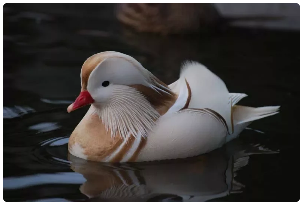 Мандаринка: Как элитные утки уделали китайцев, которые их истребляли История, Рассказ, Животные, Утка, Мандарины, Книга животных, Яндекс Дзен, Длиннопост Мандаринка: Как элитные утки уделали китайцев, которые их истребляли История, Рассказ, Животные, Утка, Мандарины, Книга животных, Яндекс Дзен, Длиннопост