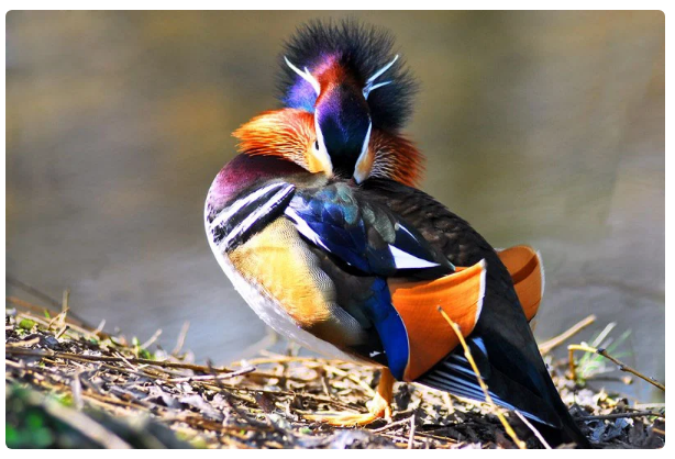 Мандаринка: Как элитные утки уделали китайцев, которые их истребляли История, Рассказ, Животные, Утка, Мандарины, Книга животных, Яндекс Дзен, Длиннопост Мандаринка: Как элитные утки уделали китайцев, которые их истребляли История, Рассказ, Животные, Утка, Мандарины, Книга животных, Яндекс Дзен, Длиннопост