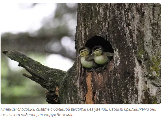 Мандаринка: Как элитные утки уделали китайцев, которые их истребляли История, Рассказ, Животные, Утка, Мандарины, Книга животных, Яндекс Дзен, Длиннопост Мандаринка: Как элитные утки уделали китайцев, которые их истребляли История, Рассказ, Животные, Утка, Мандарины, Книга животных, Яндекс Дзен, Длиннопост