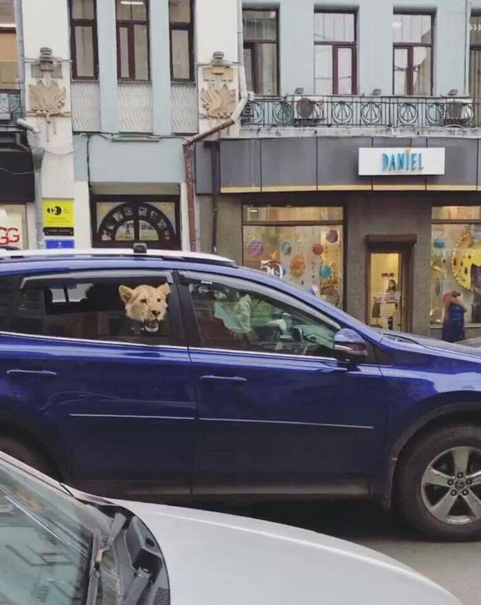 ������ ����������