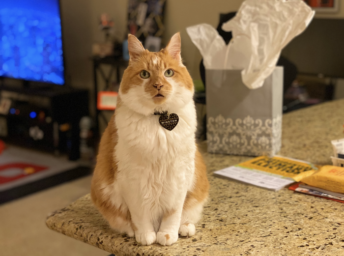 Кот-Пятнышко