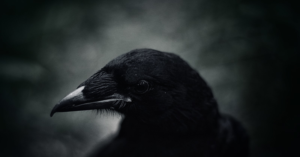 Crow сайт. Черный ворон. Вороны Эстетика. Ворон арт. Фото вороны.