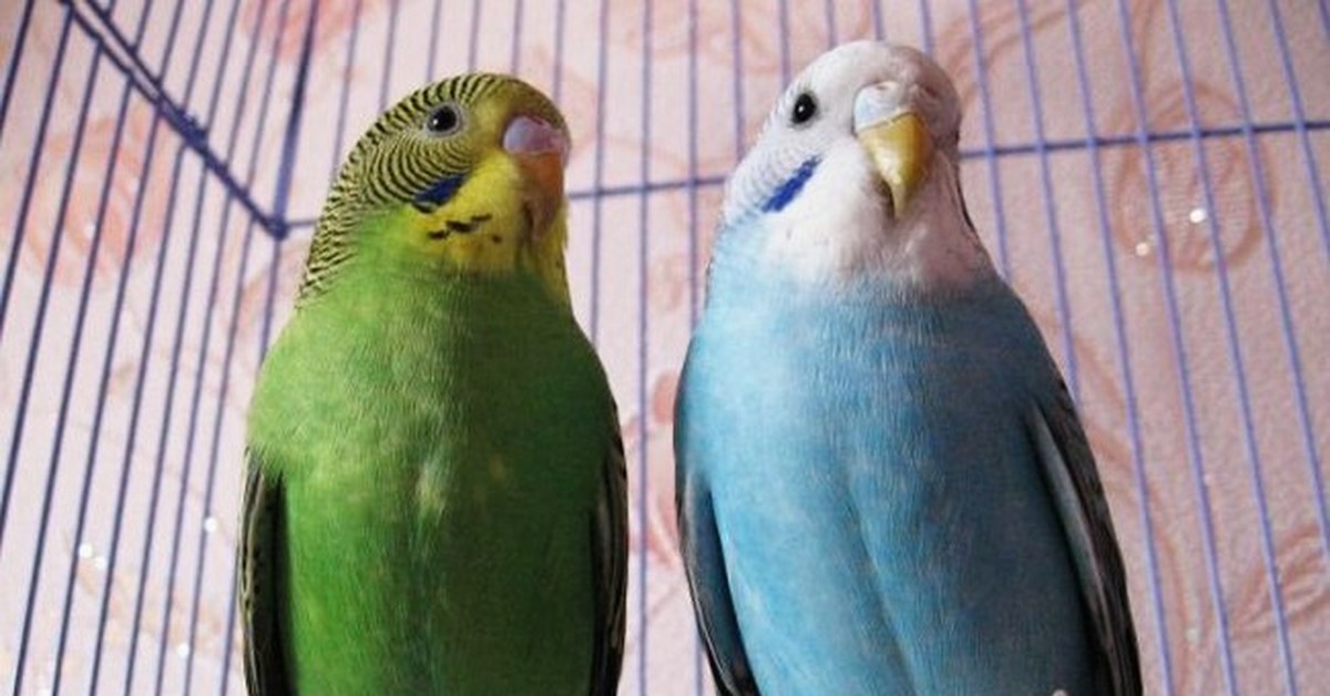 Как отличить самца попугая. Самка и самец волнистого попугая. Самочка волнистого попугая. Волнистый попугай мальчик и девочка. Пол попугая.