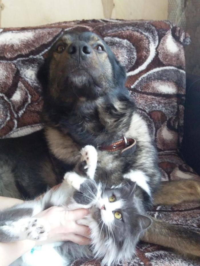 Вот Вам други мои! (и песель и котейка)