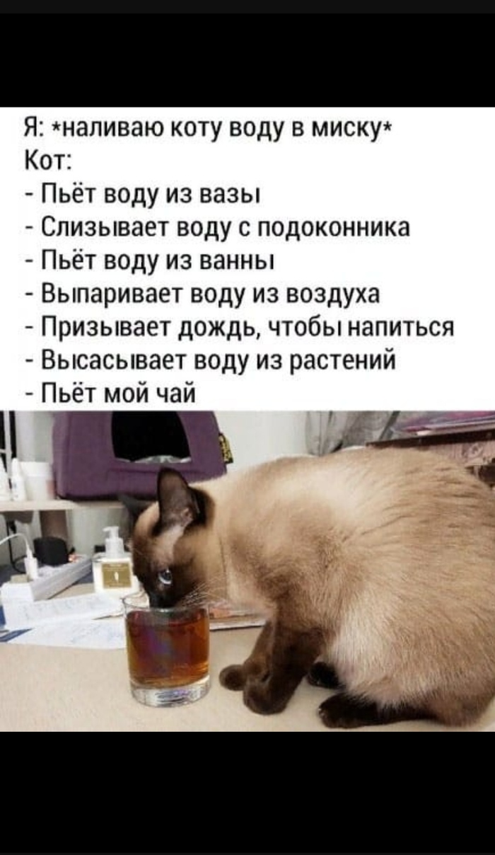 Почему кот не ест ничего только пьет воду похудел за месяц